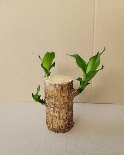 Brazilian wood plant Pack of 1